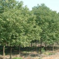 供應香樟價格 優質香樟供應商