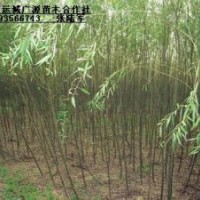 3、4、5公分垂柳出售、3公分垂柳大量低價優惠供應