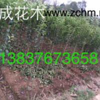 2公分大葉女貞，4公分大葉女貞批發價格