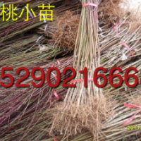 3公分碧桃，5公分碧桃價格，2公分碧桃批發