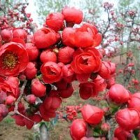 供應(yīng)大量海棠苗木長期