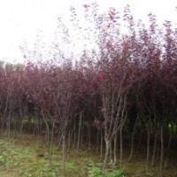 供應：基地直銷園林行道樹、風景樹、紫葉李苗 紫葉李