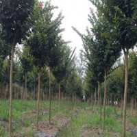 皖大量供應1-6公分速生紫薇（900畝）