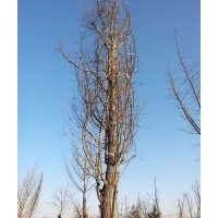山東地區長期銷售各種規格銀杏樹