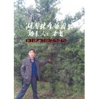 羅漢松|15公分羅漢松價格