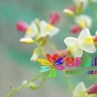名品花木低價(jià)供應(yīng)紅花國(guó)槐