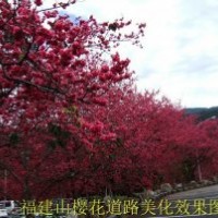 供應福建山櫻花