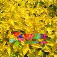 金葉連翹、花葉連翹、金脈連翹
