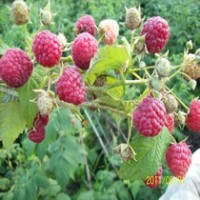 雙季樹莓雙季樹莓苗雙季樹莓種苗雙季樹莓苗批發