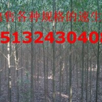 哪里有5公分速生柳，金葉愉，香花槐