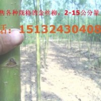 專供金葉愉，柳樹，榆樹