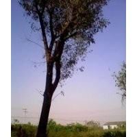 現在黃連木基地 10公分黃連木價格 黃連木