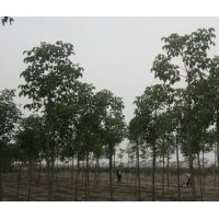 12公分重陽木價格南京20公分重陽木基地