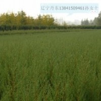 常年出售儈柏，檜柏，儈柏球，檜柏球