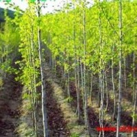 河北白蠟白蠟河北白蠟白蠟價格白蠟規(guī)格白蠟報價國槐欒樹法桐