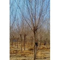 山東8-10公分復葉槭價格