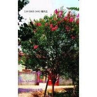2cm-15cm四川大紅紅花紫薇（自產自銷）