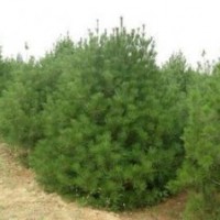 供應白皮松 華山松 各種苗木產品齊全