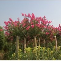 出售香樟，大葉女貞，紅葉李，紫薇等綠化苗木