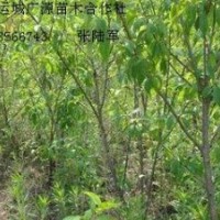 3、4、5公分山桃樹大量低價優惠供應