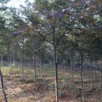 精品紅櫸樹1-15公分供應