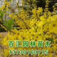 白蠟樹(shù)價(jià)格|河北8公分白蠟樹(shù)批發(fā)