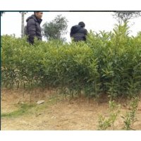 大量供應(yīng)：5-30公分桂花及5-20公分金桔樹(shù)及小苗