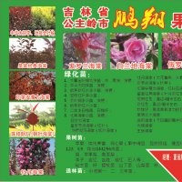供應(yīng)新品北美海棠苗、金葉榆、果樹苗、李子苗