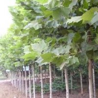 梧桐樹價格.12公分梧桐樹報價20公分梧桐樹