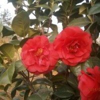 出售丹桂、茶花、樟樹苗木