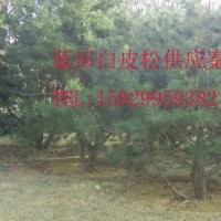 長年供應白皮松、油松和華山松