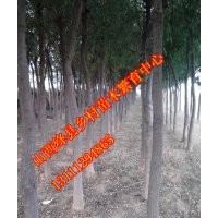 山西苗圃優質國槐苗國槐苗批發國槐價格國槐圖片