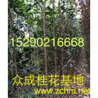 2公分桂花，5公分桂花樹價格，2公分碧桃批發