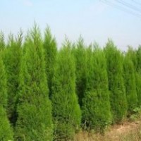 供應(yīng)大量蜀檜2-3米，高2米28元，苗圃地直銷13507665695