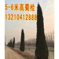 供應(yīng)蜀檜，4-6米高蜀檜