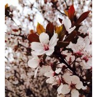 供應各種規格櫻花