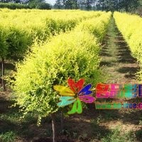 名品花木低價(jià)供應(yīng)金葉榆