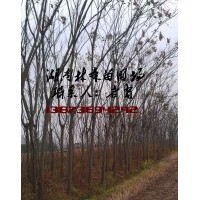 10-12公分欒樹價格