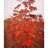 美國紅楓紅點