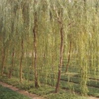 5--6金絲垂柳 櫻花 海棠 美國(guó)紅楓