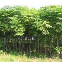 現在欒樹價格提供 8公分10公分欒樹最新價