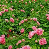 牡丹苗大量出售、大量牡丹苗低價優惠供應