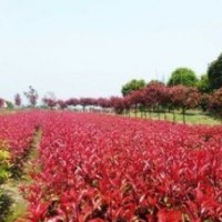 供應5公分2公分3公分4公分高桿紅葉石楠價格 當年紅葉石楠小苗價