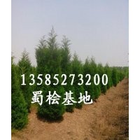 優質供應1米-2.5米蜀檜.蜀檜種植基地.蜀檜價格.蜀檜圖片