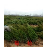 塔柏價格，2米塔柏什么價格，塔柏種植基地，塔柏采購