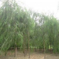 出售垂柳、速生柳、金葉榆、國槐.火炬.金絲柳.