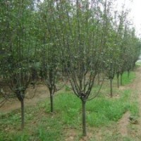 供應：蜀檜、龍柏，西湖海棠，紅葉小檗