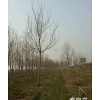 銀中楊大量供應 保質保量