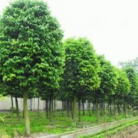 6公分天竺桂6公分天竺桂價格6公分天竺桂批發基地