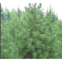 3米油松大量出售、大量低價油松優惠供應